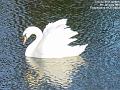 2004-0106Swan